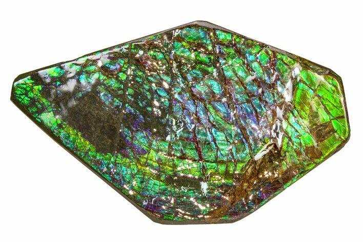 Flashy Ammolite (Fossil Ammonite Shell) - Greens & Purples #336352